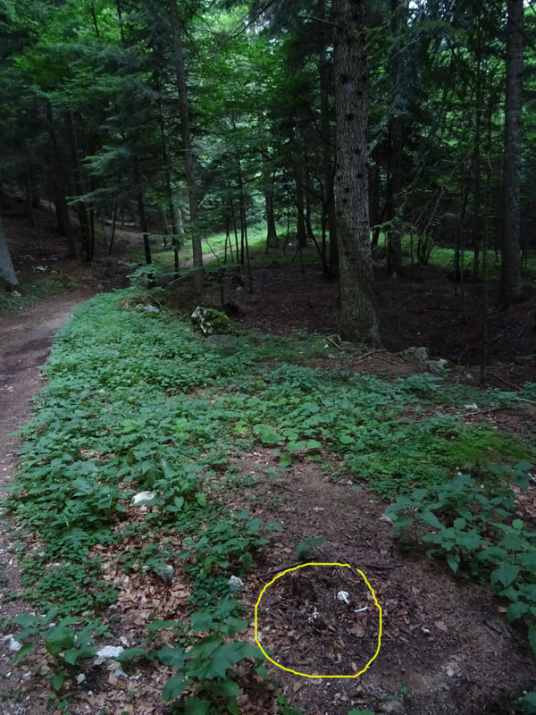 forse: Volvariella caesiotincta